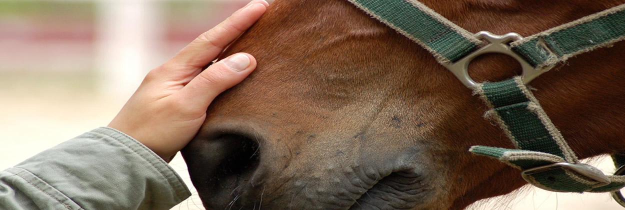 Studies Show Benefits of Equine Assisted Therapy: For Depression, Anxiety and More