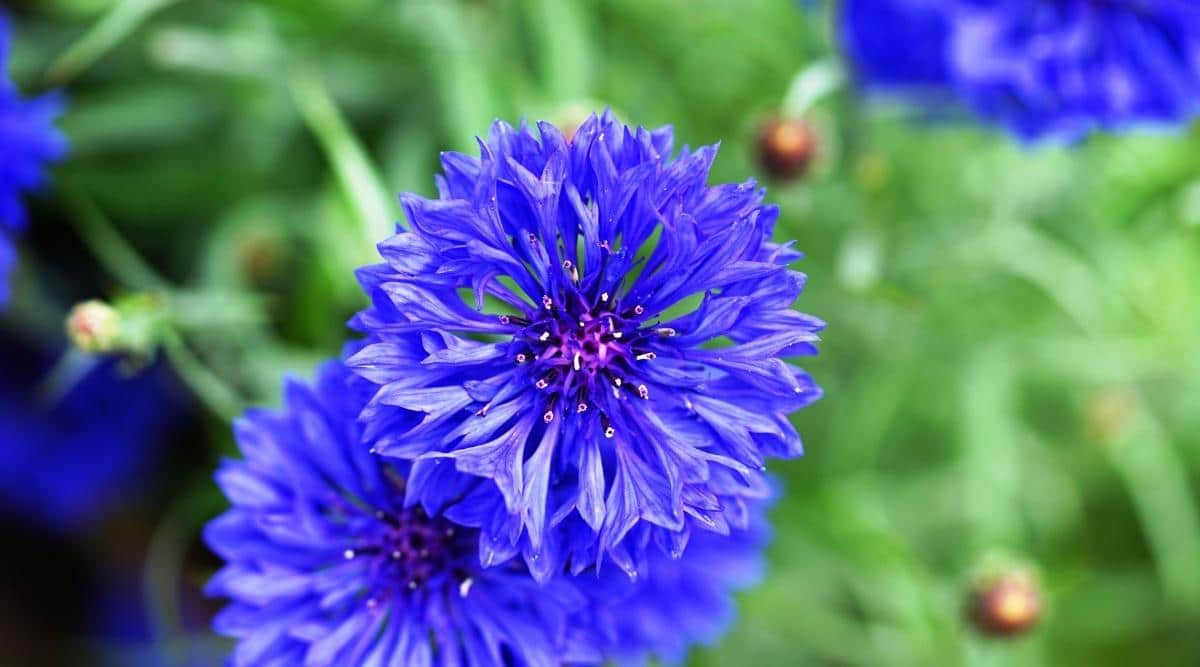 Blue-Flowers-in-Garden